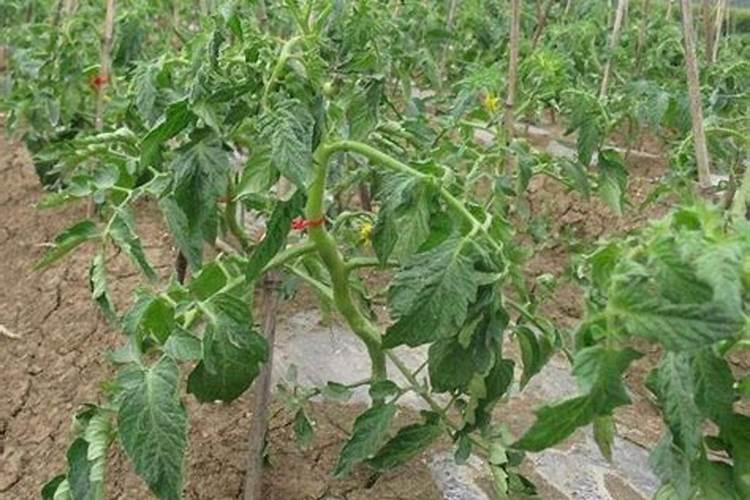 西红柿不同生长阶段的施肥计划