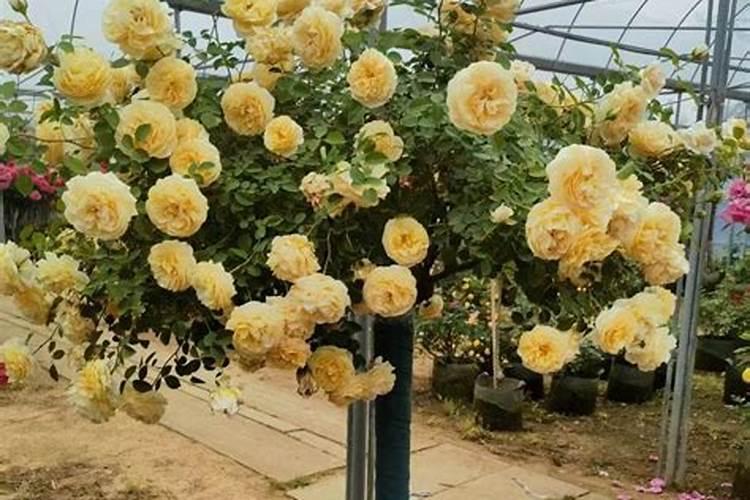 兰花施什么肥最好