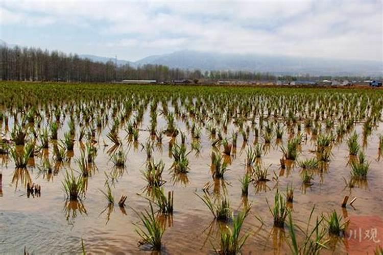 钙镁磷肥的使用特点和注意事项