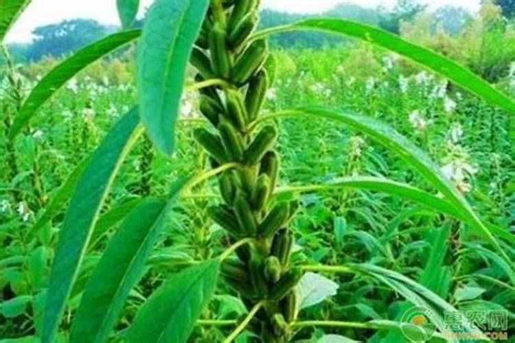 芝麻追肥用什么肥料 什么时间施更合适