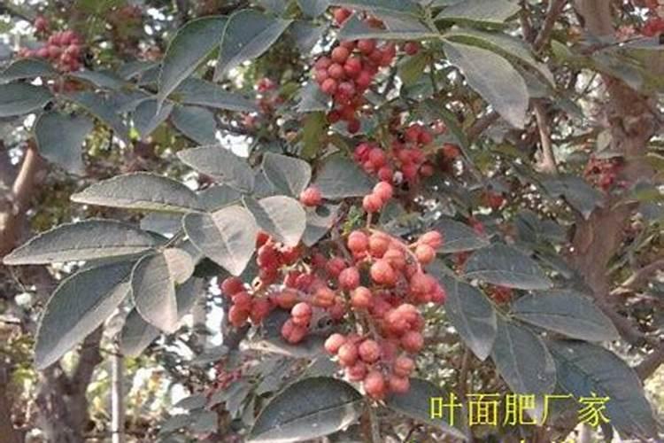 花椒花期用什么叶面肥