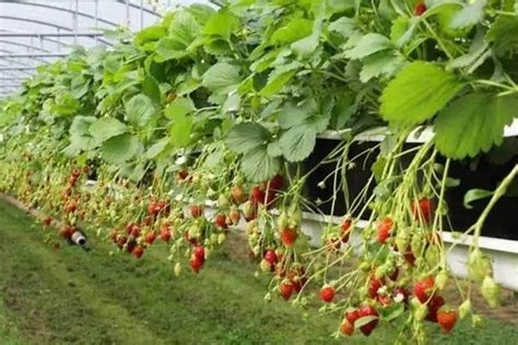 辣椒幼苗什么时候施肥