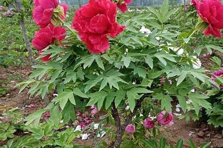 花椒树六月份怎么修剪管理