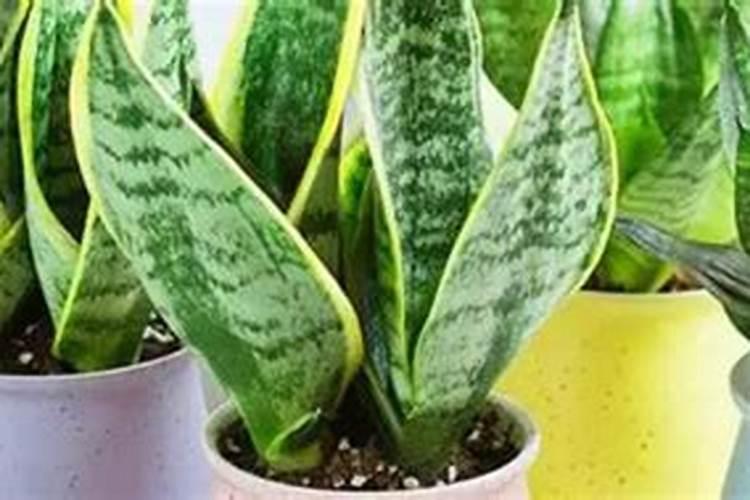 都说“瘦土养松”新手给“黑松盆景”该如何施肥？