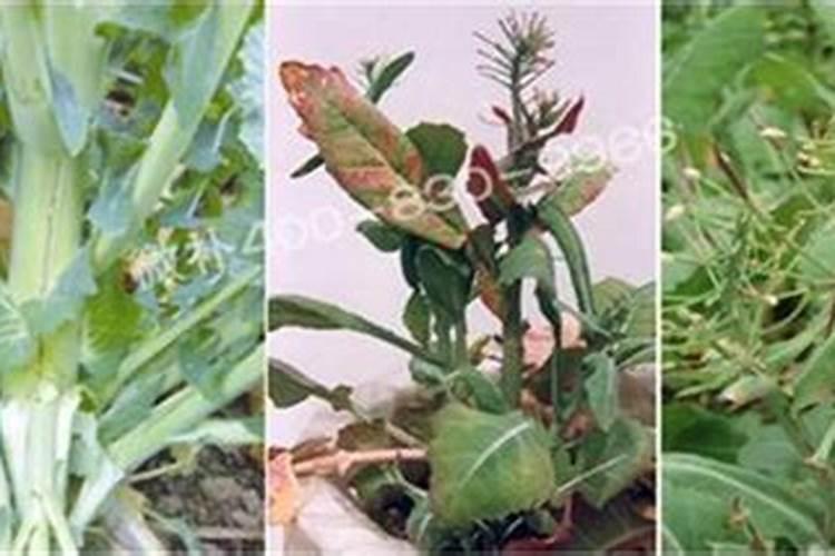 花卉用什么肥料好