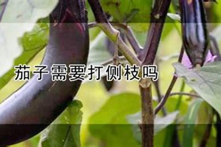 未来10大暴利养殖行业