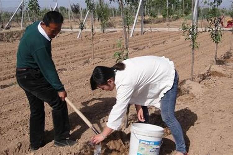 春天苹果树施水溶肥开花能借劲吗