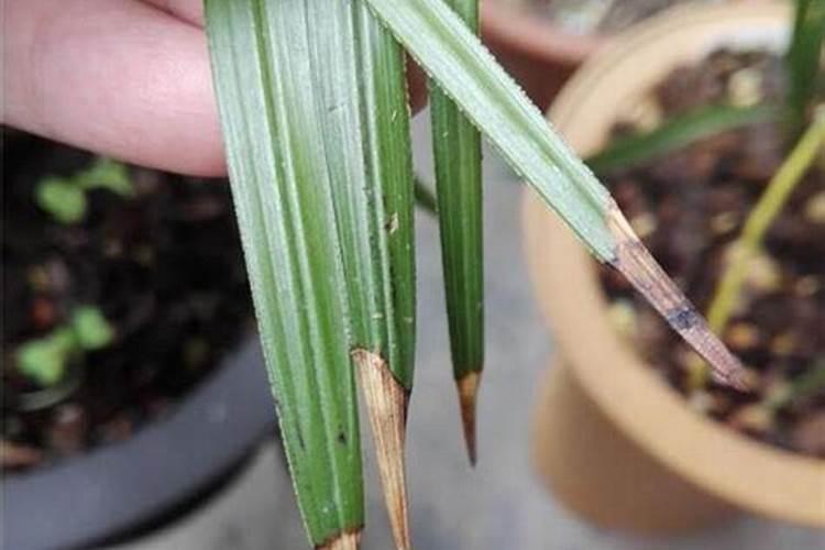 兰花叶尖变黑变黄怎么办