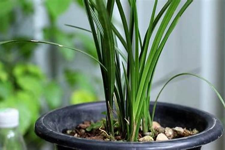 兰花多发芽的秘诀 催芽技巧有哪些