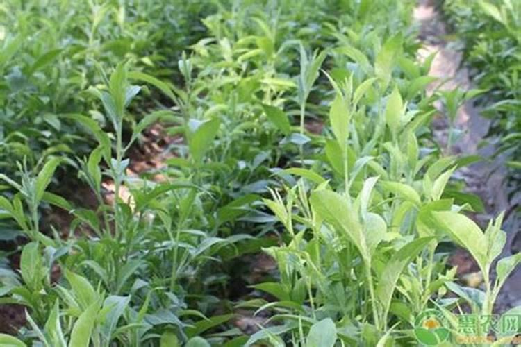 白术的施肥方法