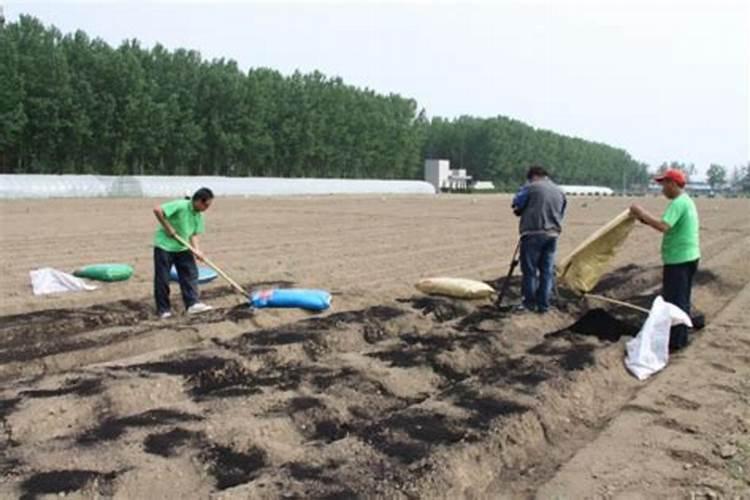 盆栽草莓施肥用什么肥料好