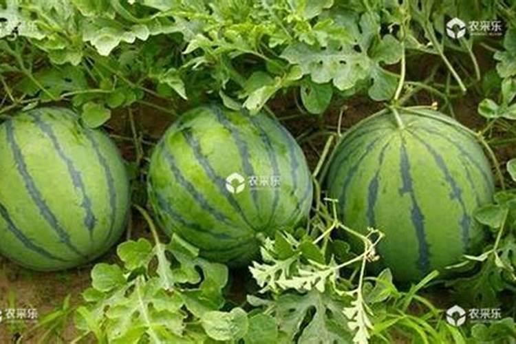 玉米缺钾症状有哪些