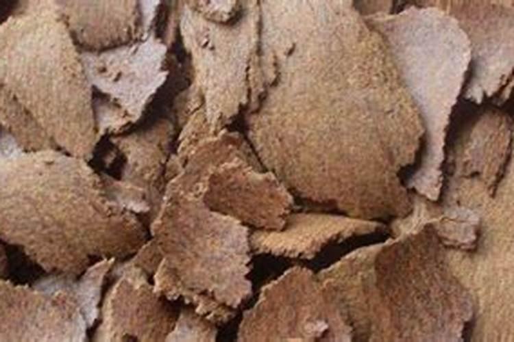 果松多少年结松塔？