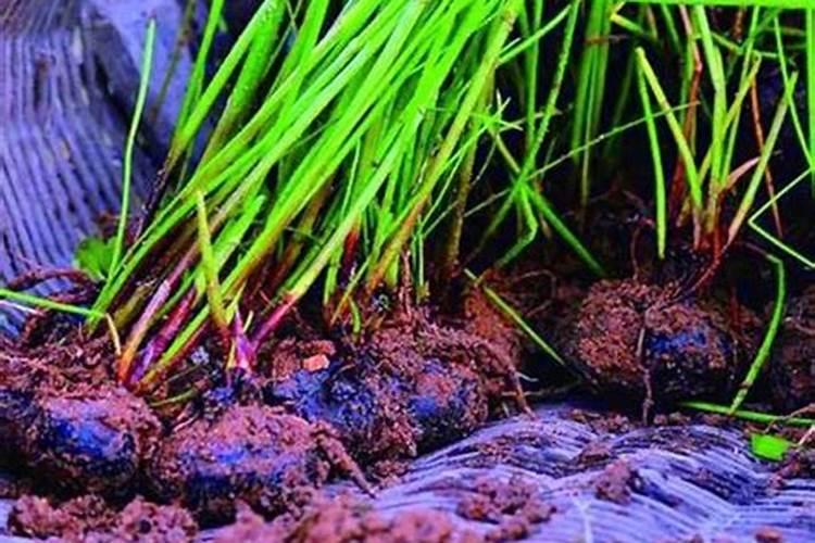 什么醋不含盐 浇花