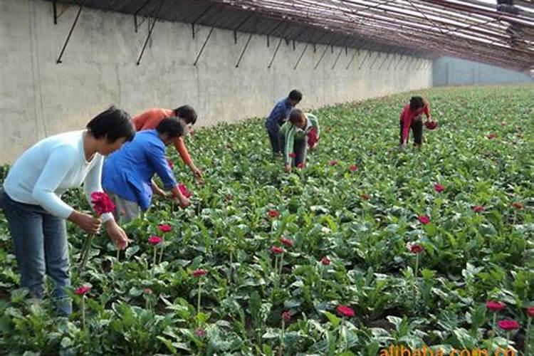 万寿菊菊花施些什么肥料