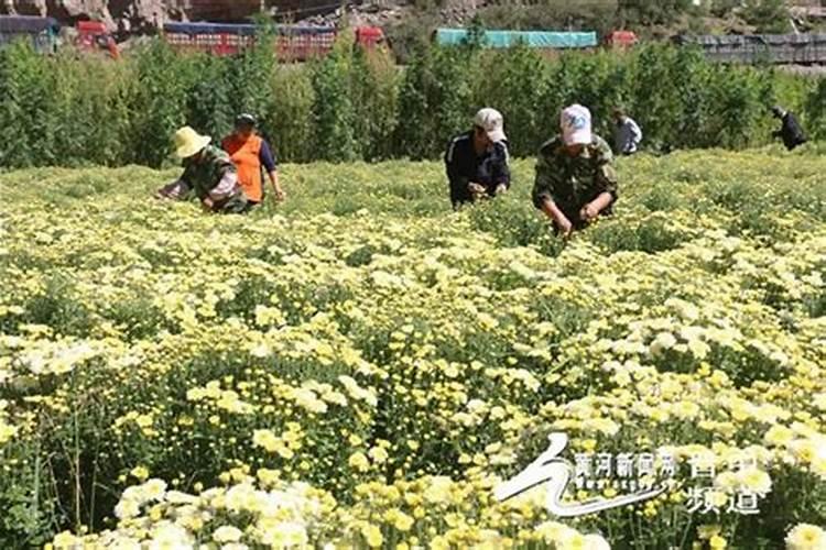 钙叶面肥对菊花起什么作用？
