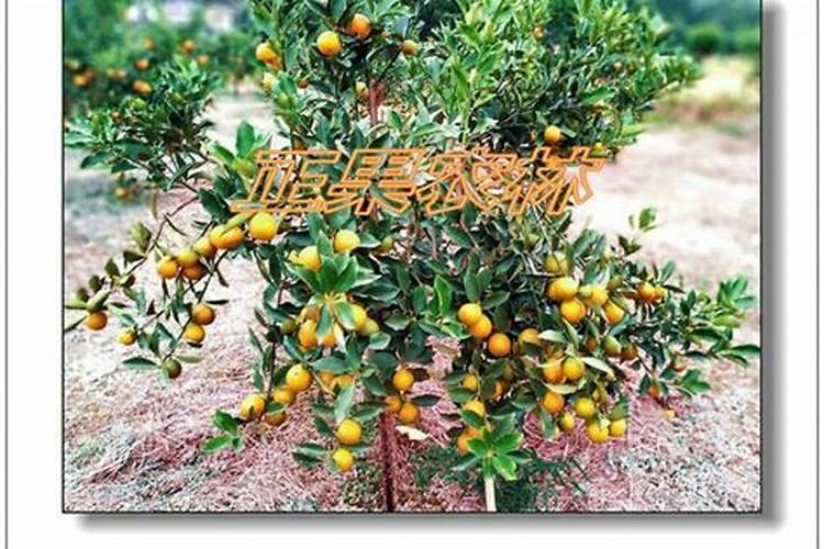 金桔树的养殖方法和注意事项盆栽