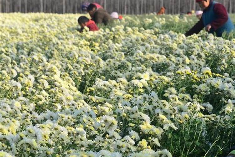 菊花施肥的时间和方法介绍