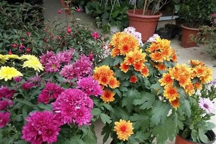 菊花怎么施肥