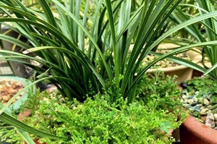 剑兰花用什么肥料好