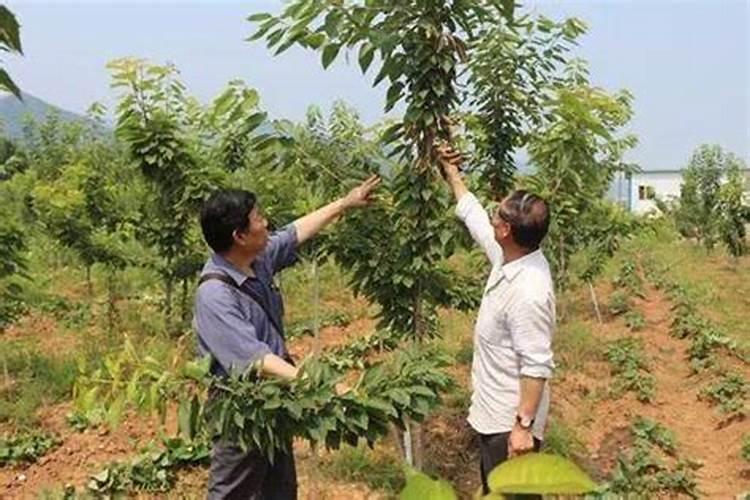 樱桃树老是落果怎么办？