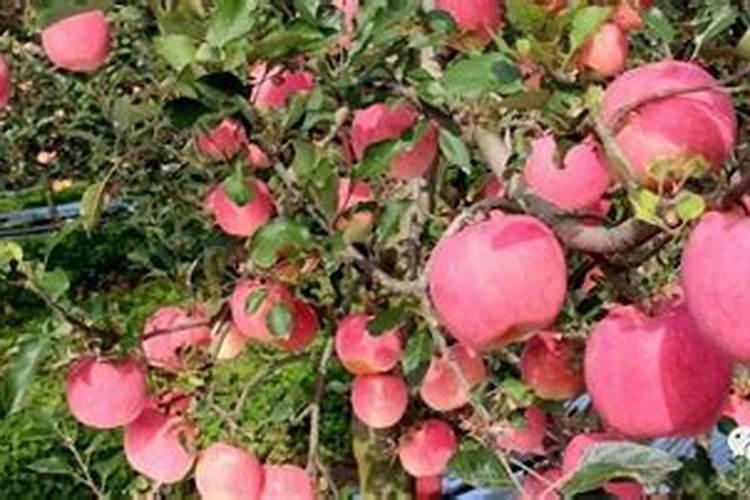 果树几月份施肥最好