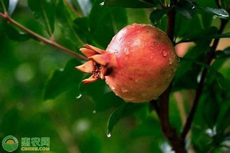 ...时候可以打？石榴抗病增产增收怎样施肥？石榴水溶肥用金泰靓