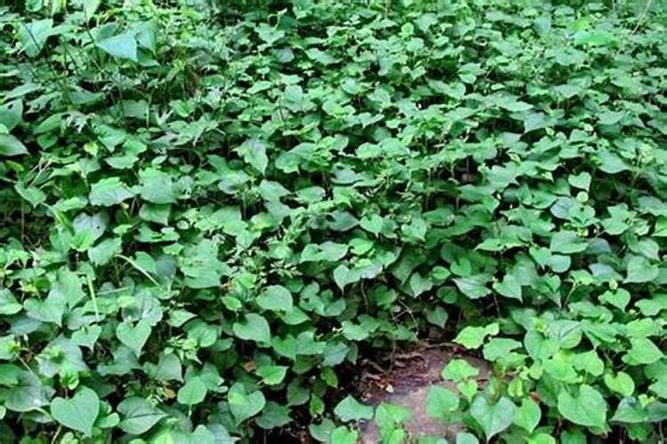 种鱼腥草用什么肥料最好