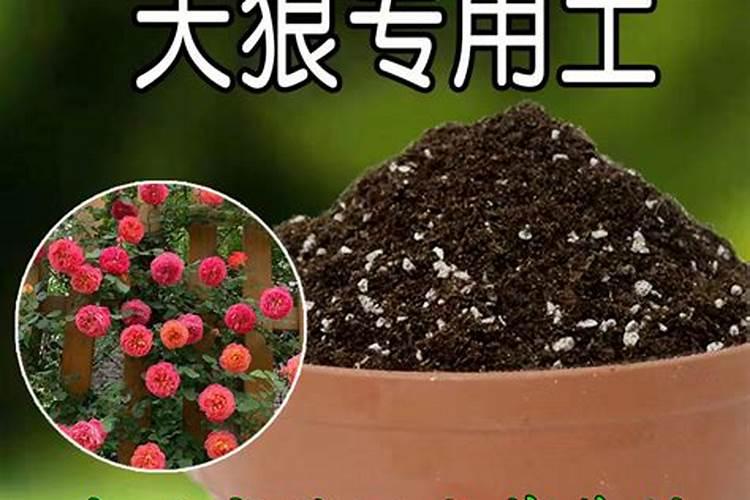 南京同仁堂杜仲雄花玛咖牡蛎肽是真的吗？