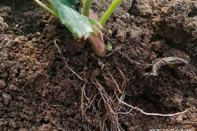 茄子如何进行肥水管理 增产的方法是什么