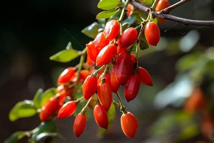 农用的复合肥可以种花树吗 种地的复合肥能给花用吗