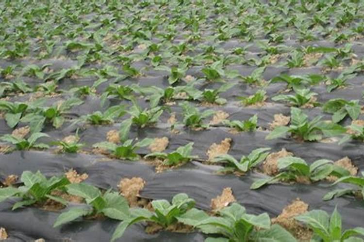 草甘膦除草剂的药性怎么样？你有哪些看法？