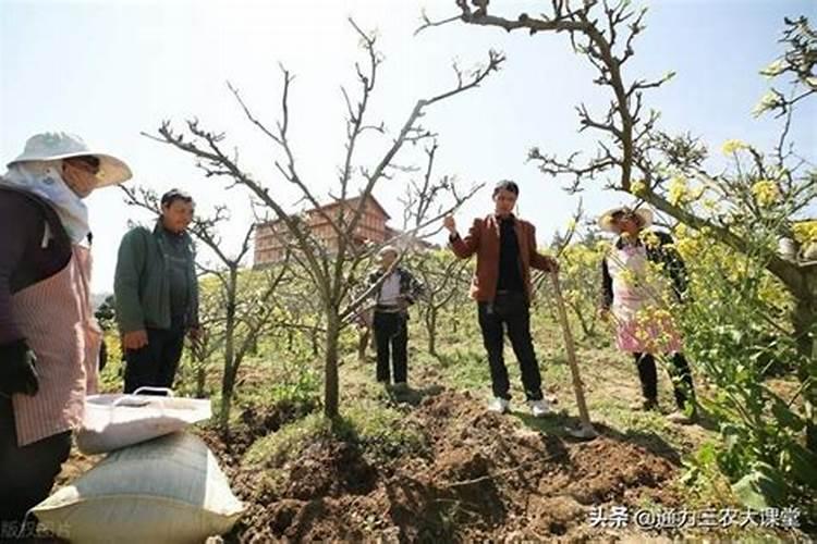 农村种植大蒜第一次上肥上什么化肥好呢？一文告诉你