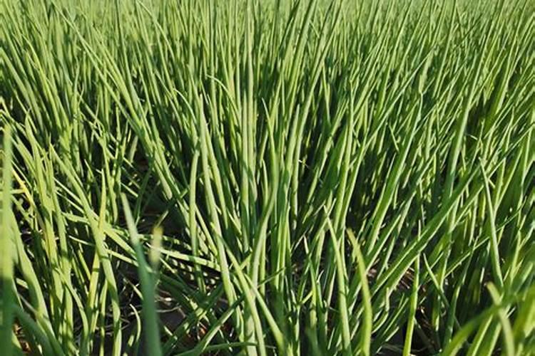 大葱施肥用什么肥料好(家里种植大葱用什么肥料浇最好)