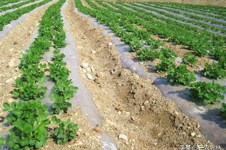 马铃薯对环境的要求