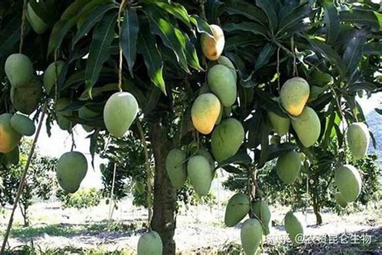 硅石矿有什么用途