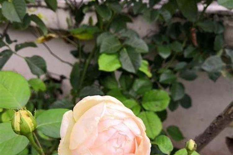 花卉速效复合肥使用方法 月季需要每天喷叶片吗