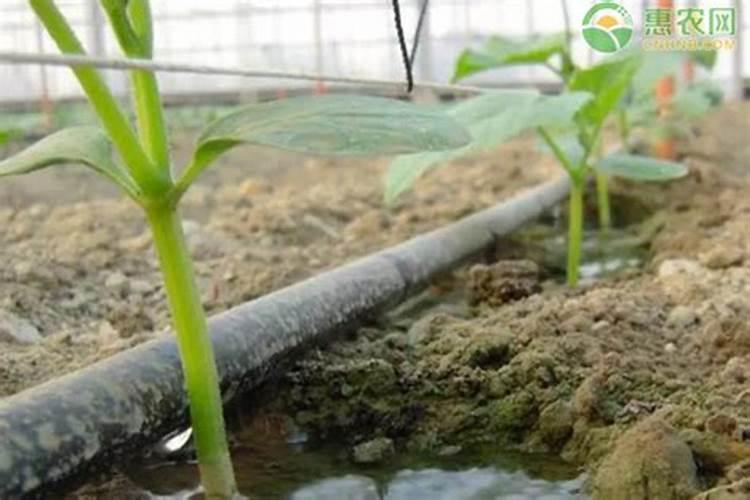 复合肥用水溶解后影响肥效吗