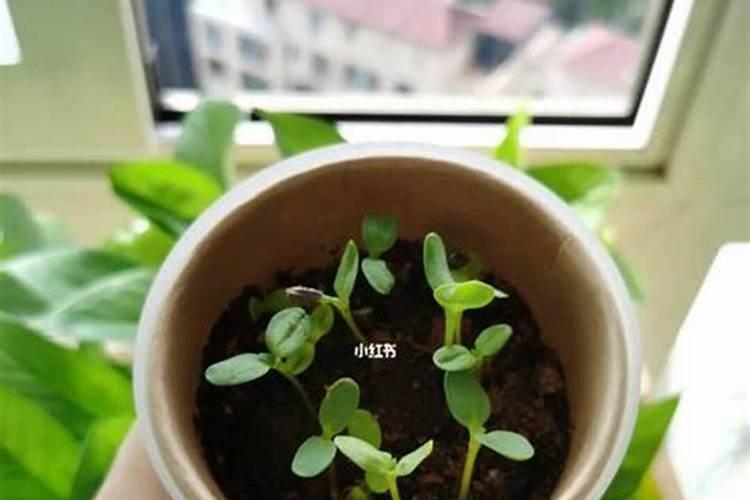 向日葵的最佳施肥时间和方法