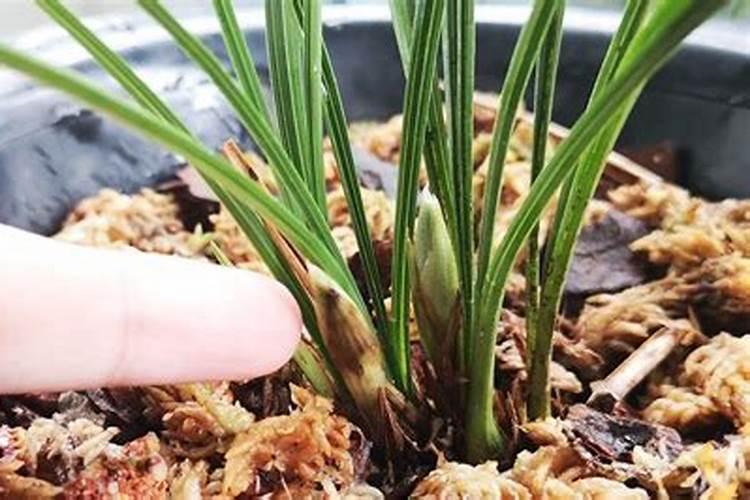 兰花长新芽后如何及时保芽