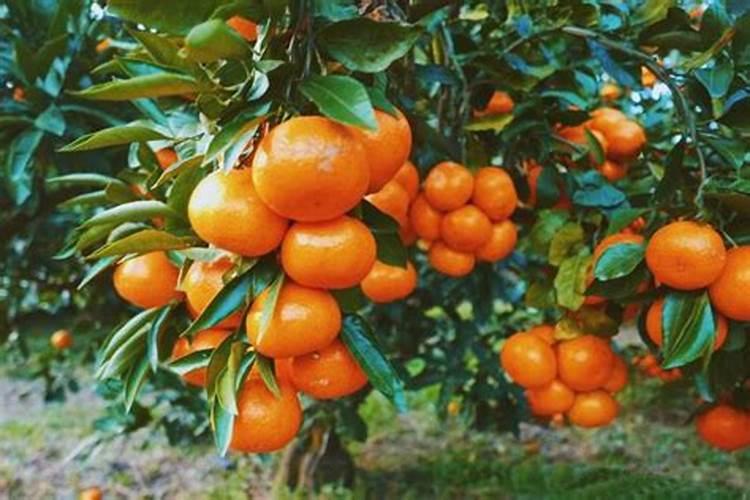 高中化学中的橙黄色溶液是什么 要全一点的———谢谢!