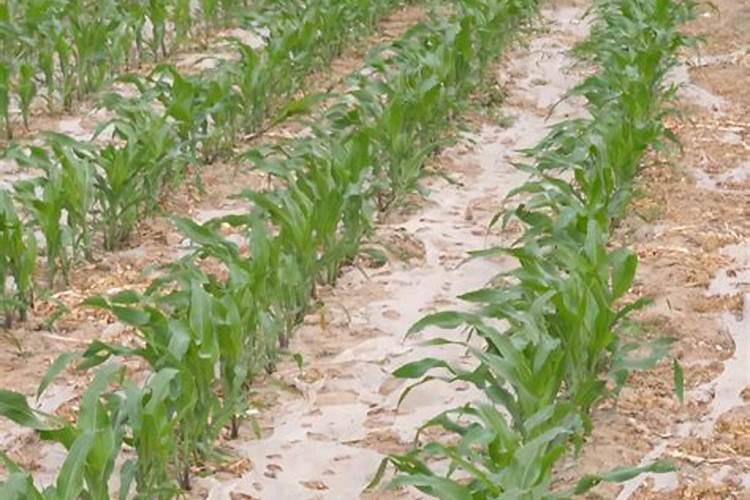 药材防风如何种植 药材防风的种植方法