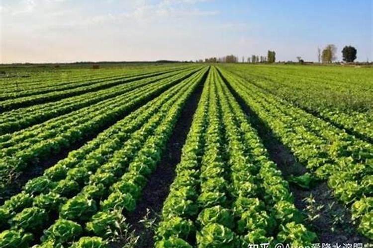 新栽柑橘幼苗怎么施肥