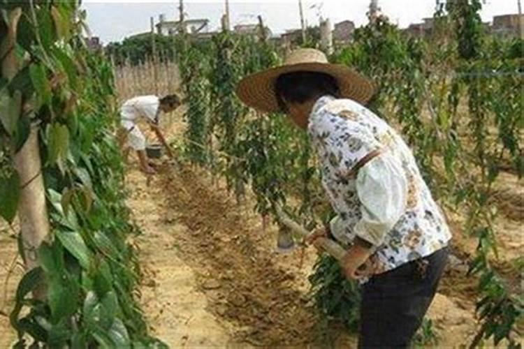 山药什么时候追肥比较好？想要高产应该如何施肥？