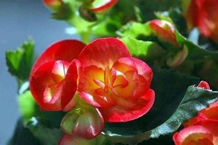 玻璃海棠花的养殖方法和注意事项