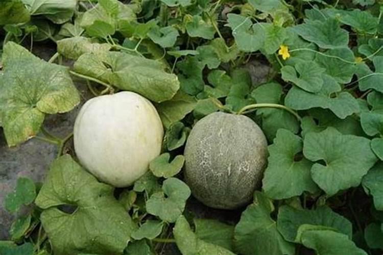 大棚甜瓜坐果以后用什么肥料？