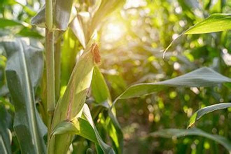 玉米最后一次施肥用什么肥好 能用尿素吗