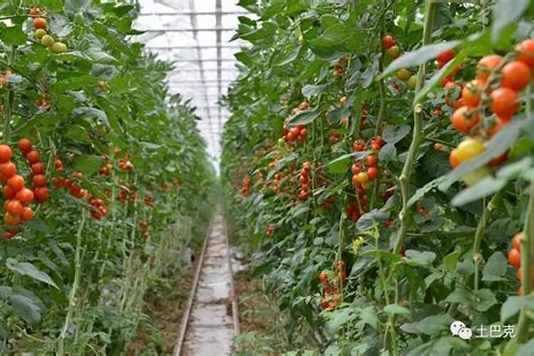 梨树种植促花保果专用肥料哪里买？梨树高产专用叶面肥？