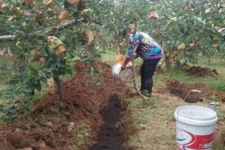 果树基肥施用最佳时期是