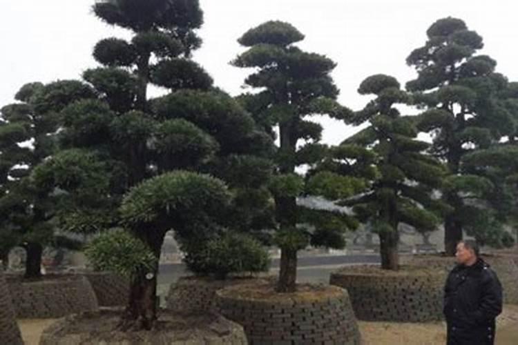 饺子馅没有葱花用蒜头代替可以